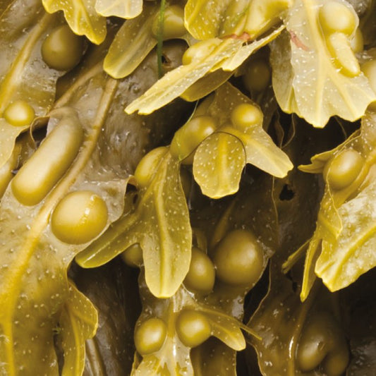 Bladder wrack seaweed benefits of skin - Diana Drummond