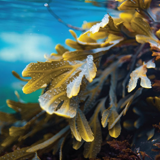 Bladderwrack seaweed - Diana Drummond