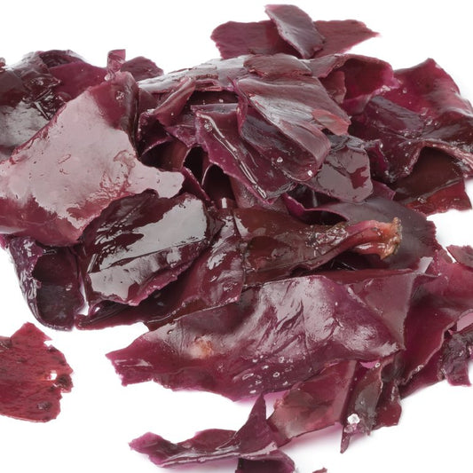 Dulse seaweed - Diana Drummond