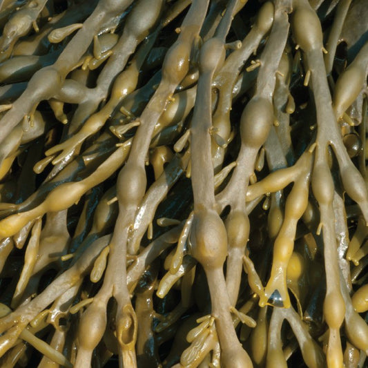 Eggwrack seaweed - Diana Drummond