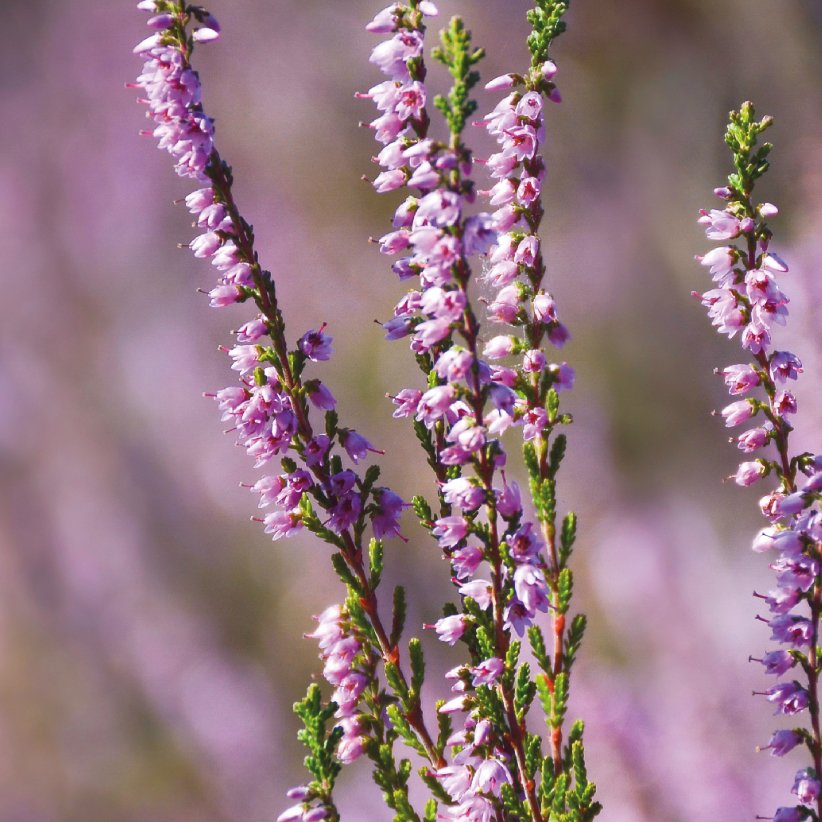 Heather benefits of skin â Diana Drummond
