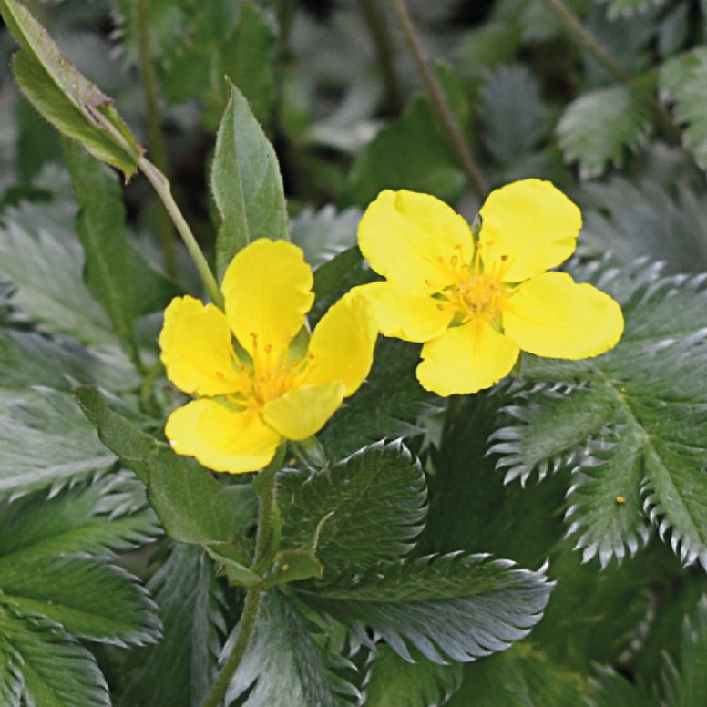 Silverweed benefits of skin - Diana Drummond