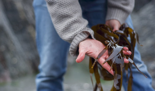 The Benefits of Seaweed for Skin - Diana Drummond