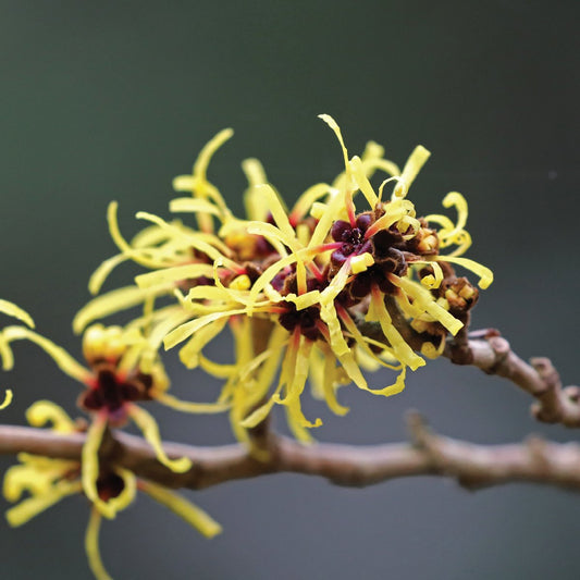 Witch-hazel_7Miracle Blend - Diana Drummond