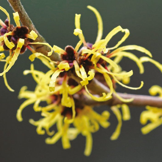 Witch Hazel benefits of skin - Diana Drummond