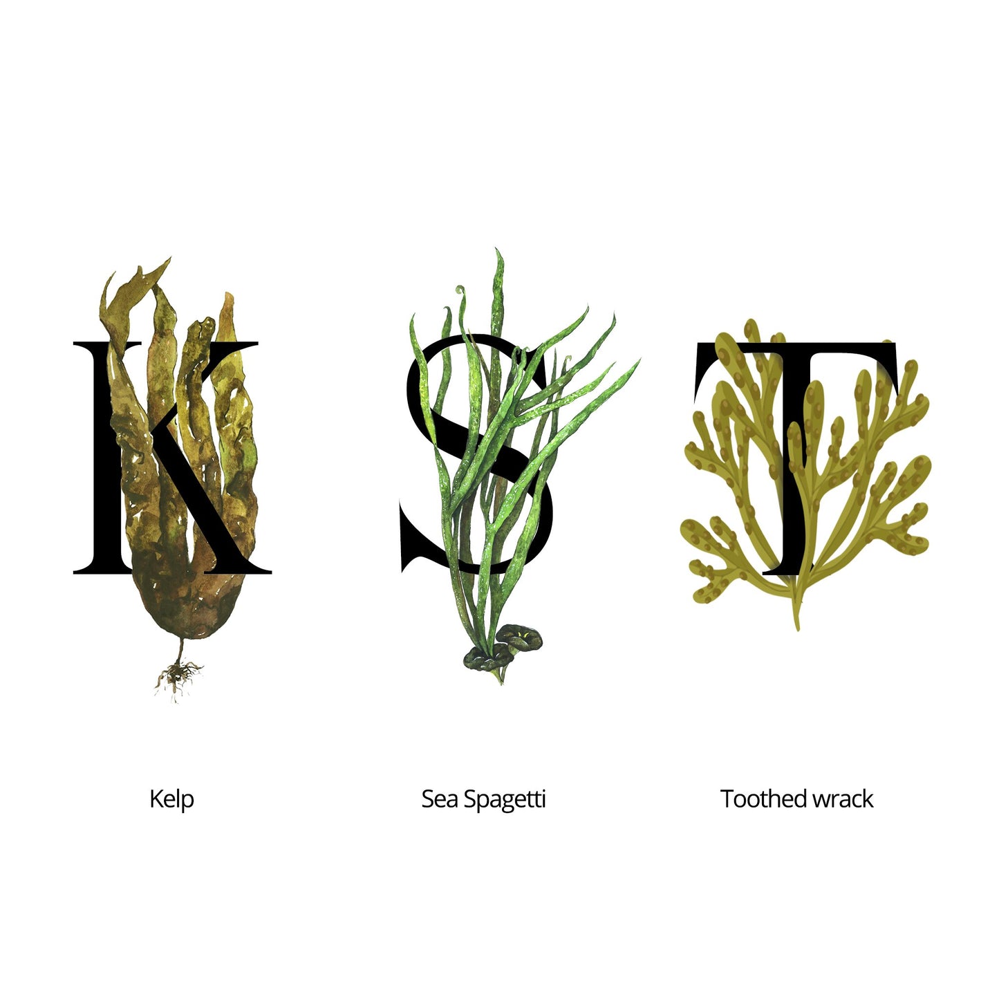 SEAWEED ORGANICS Lower Seaweed Hydrating Cream – a rich, moisturizing cream infused with seaweed extracts, formulated to provide deep hydration and nourishment for soft, smooth, and supple skin. by diana drummond