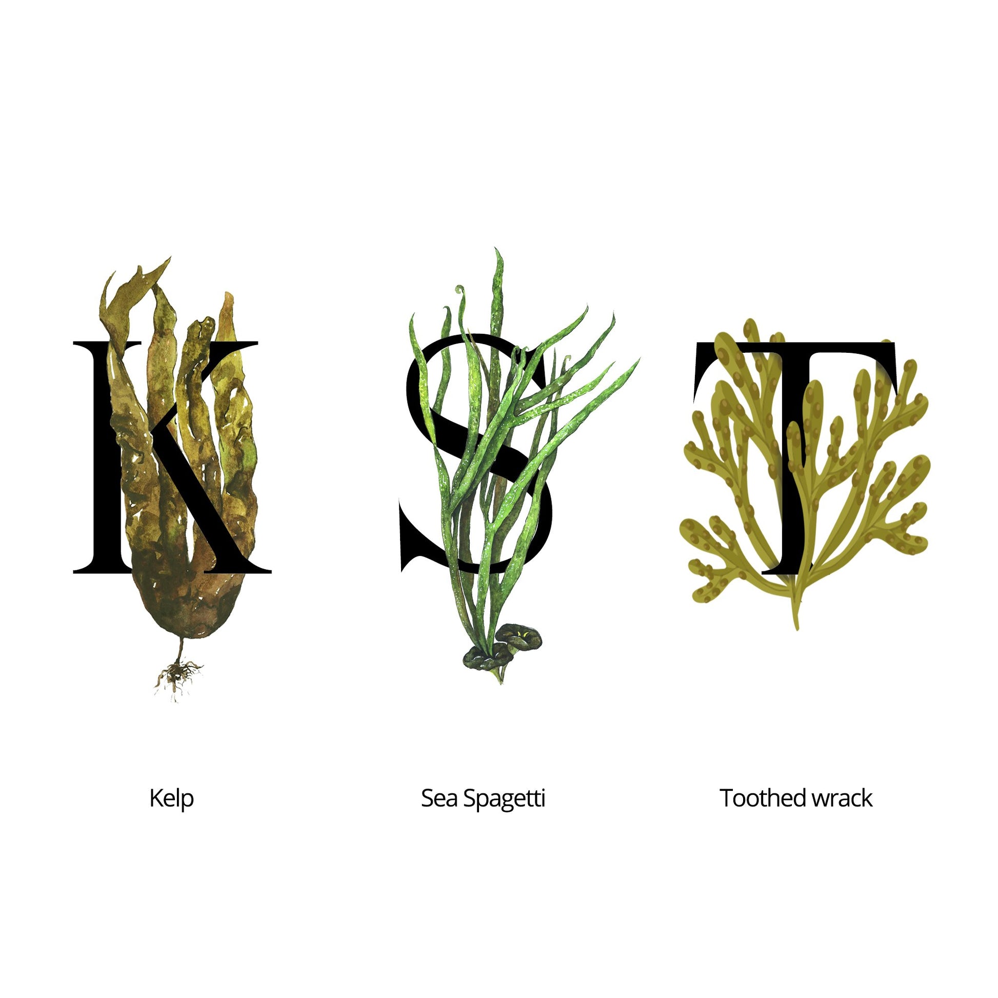 Minimalist skincare scene featuring Lower Seaweed Light Hydrating Cream and sea spray