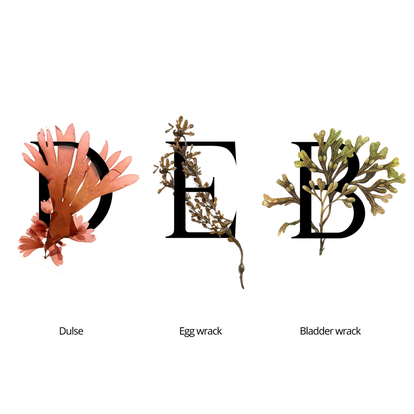SEAWEED ORGANICS Mid Seaweed Rejuvenating Cream – a nourishing cream enriched with seaweed extracts, formulated to rejuvenate the skin, improve elasticity, and promote a youthful, radiant glow. by diana drummond