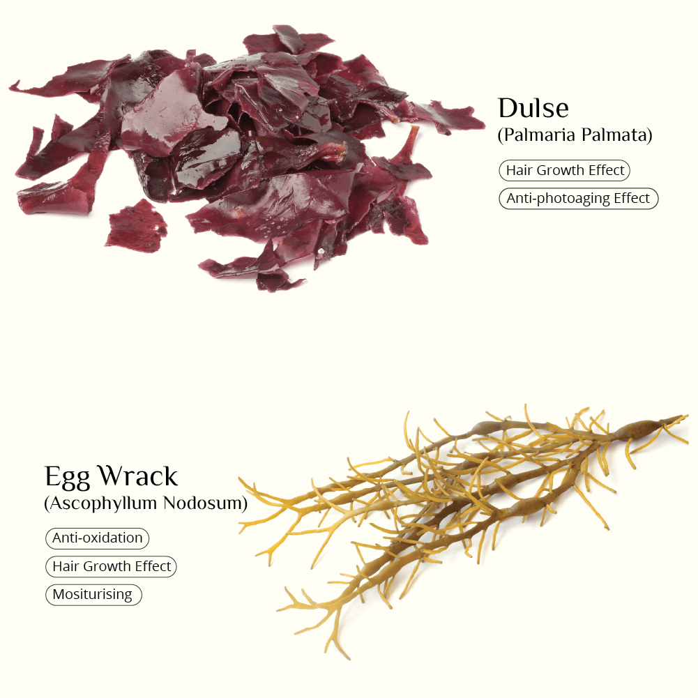 Plastic-reducing refill pack of vegan seaweed conditioner for soft, nourished hair