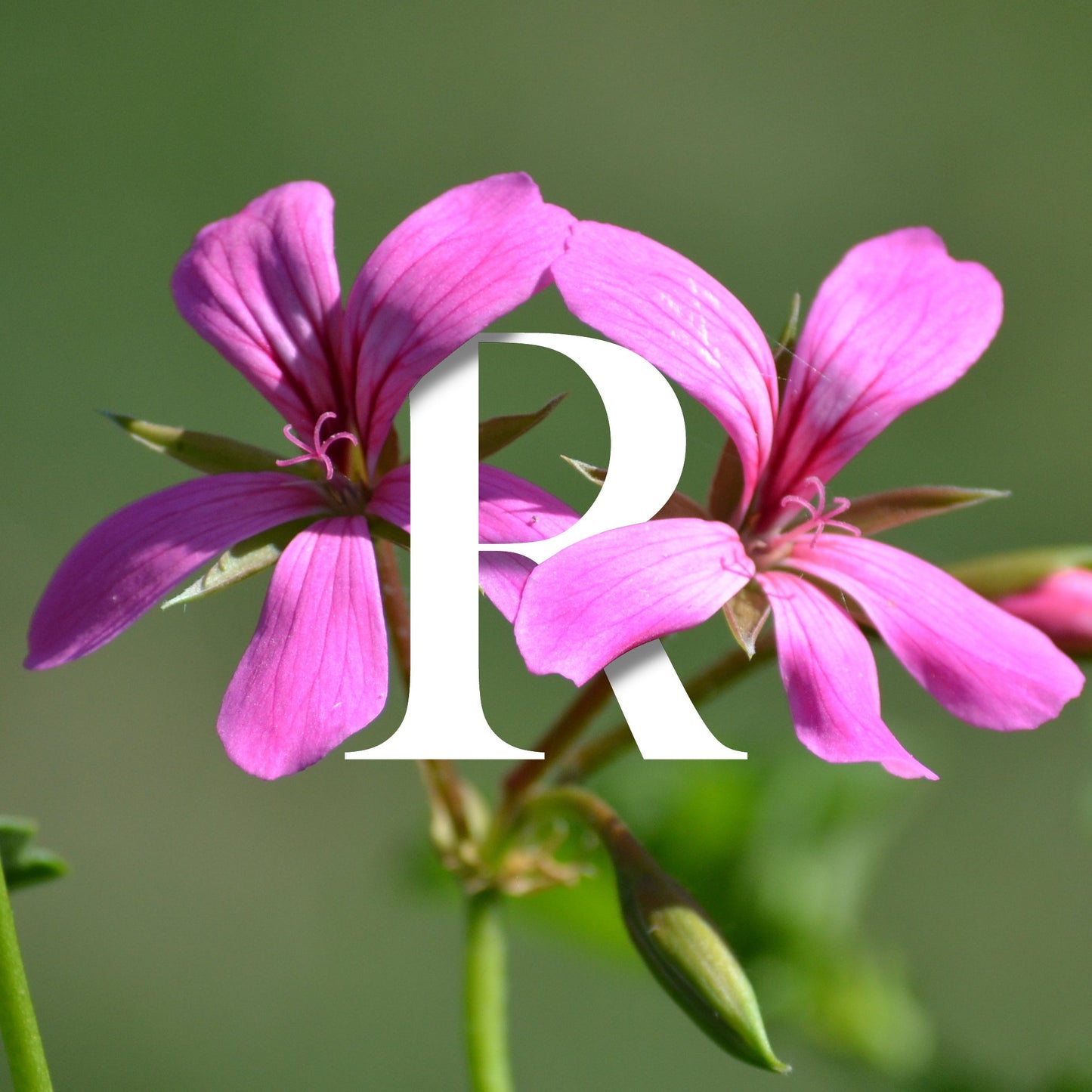 SCOTTISH BOTANICALS Rose Geranium Soap – a luxurious soap infused with rose geranium, crafted to gently cleanse and nourish the skin, leaving it soft, refreshed, and delicately scented with a floral aroma. by diana drummond