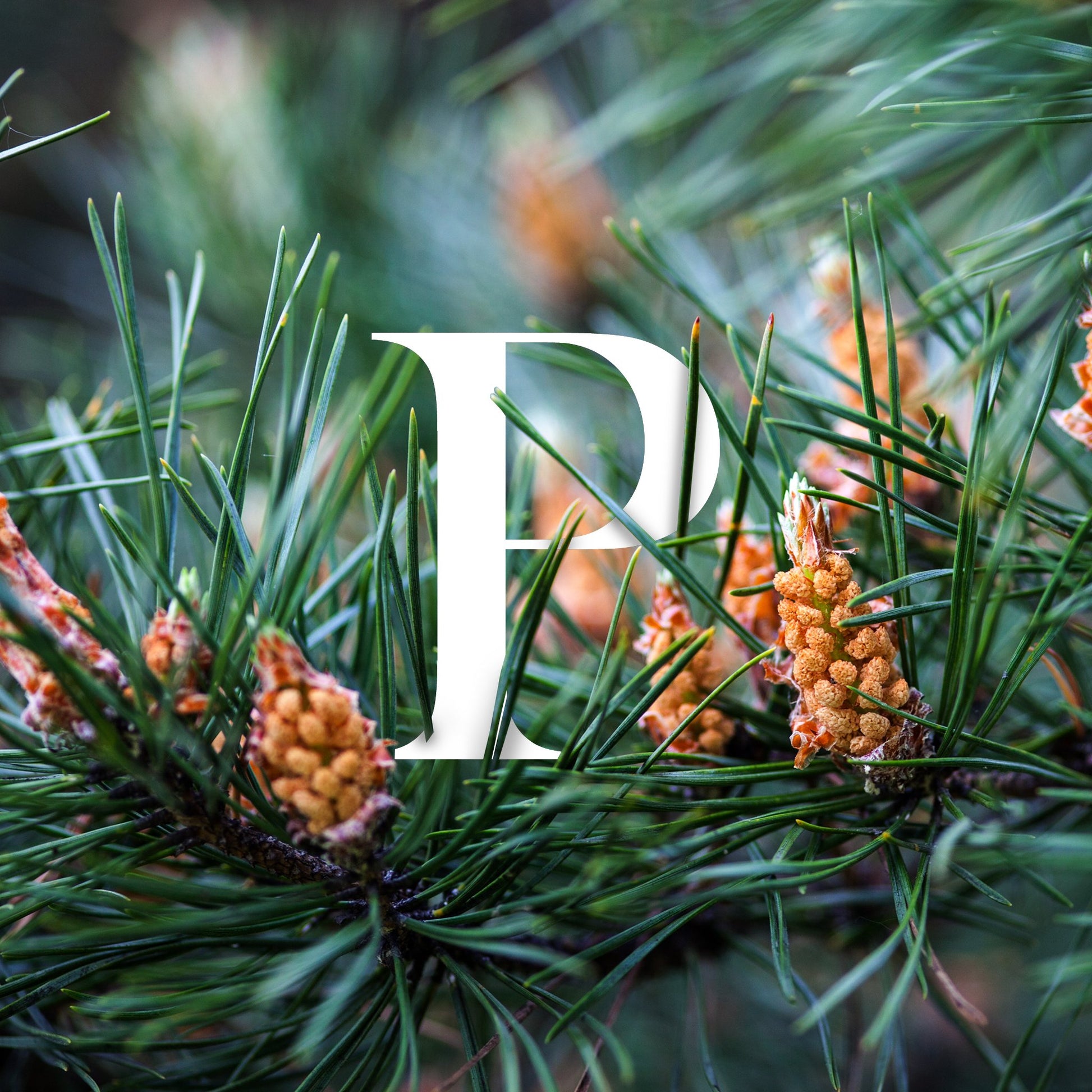 Warm and sensual, this Scottish-made perfume captures the essence of quiet luxury