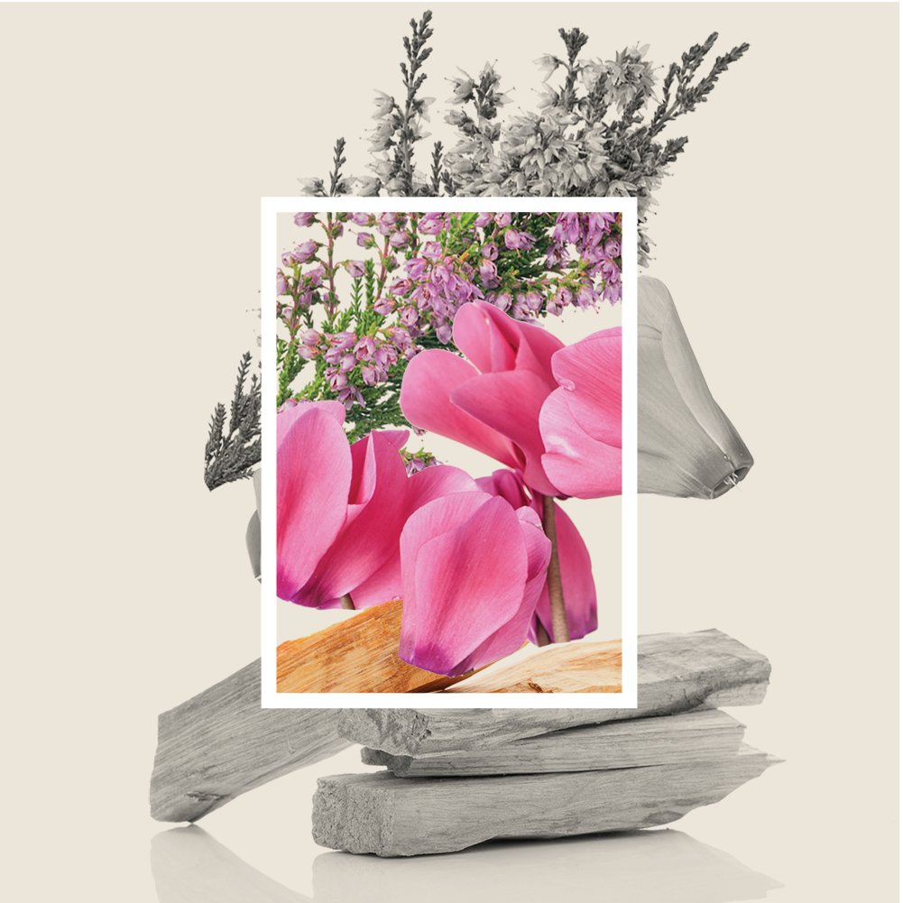 Diana Drummond, Enriched with heather extract, this perfume aims to evoke cherished memories and a sense of nostalgic pleasure.