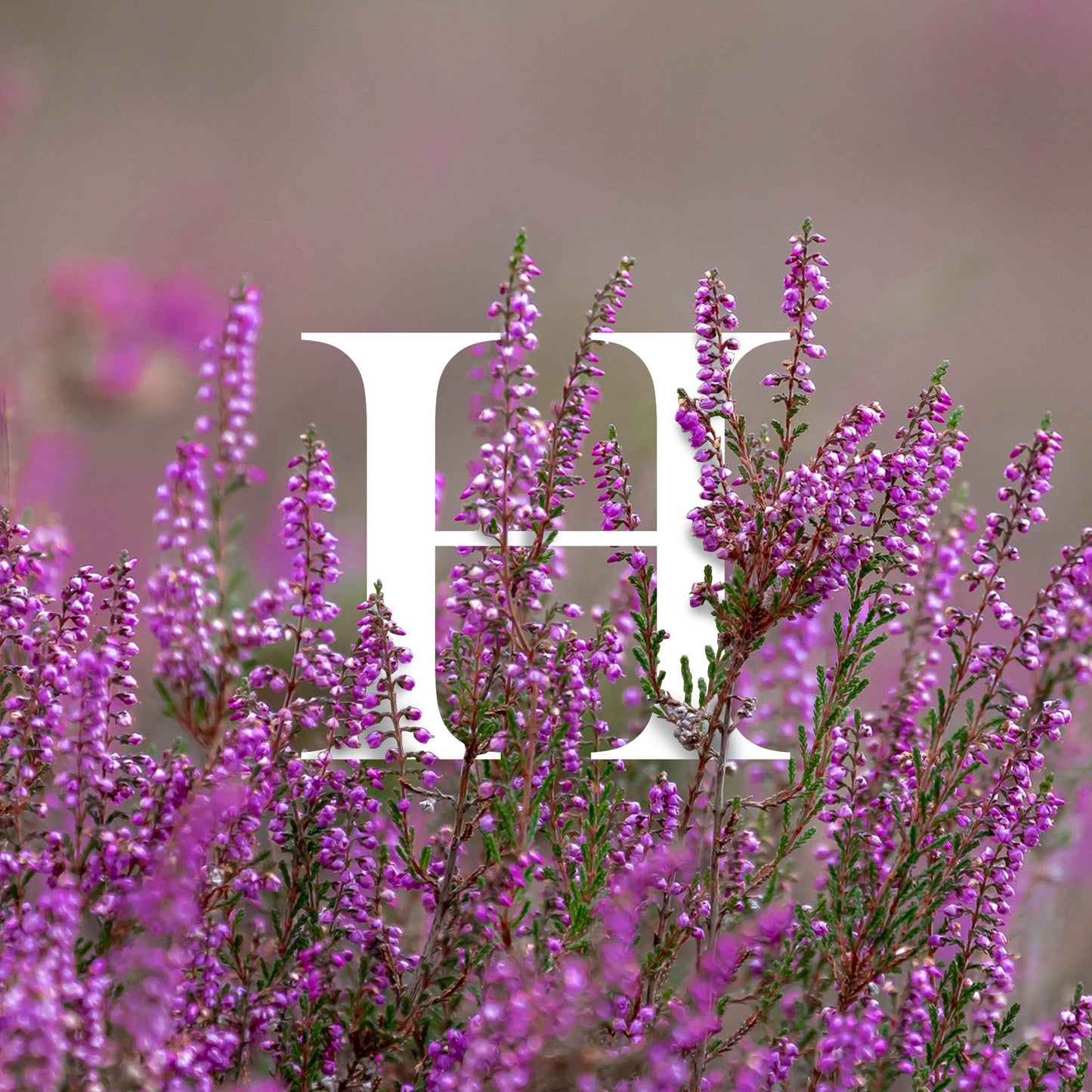 "Scottish Orchis Classic" by Diana Drummond is a sophisticated fragrance designed to evoke cherished memories through its unique blend of scents.