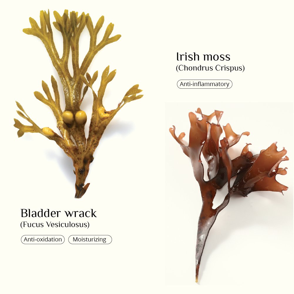 Nourishing vegan hair conditioner from Seaweed Organics with seaweed and rosemary