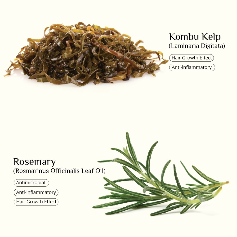 Vegan seaweed shampoo for gentle cleansing with herbal rosemary infusion