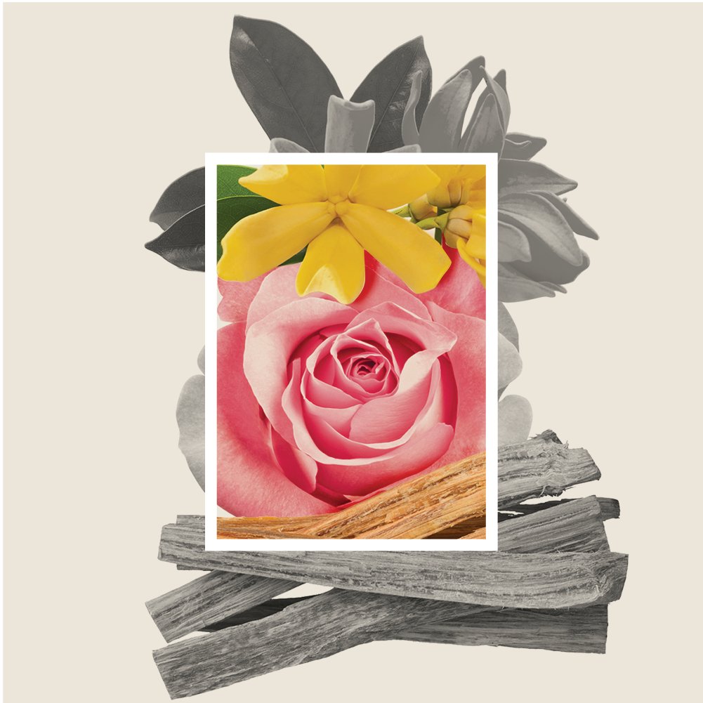 DIANA DRUMMOND The Stuart White Rose 2023" is a luxurious perfume that embodies a feminine and seductive fragrance.