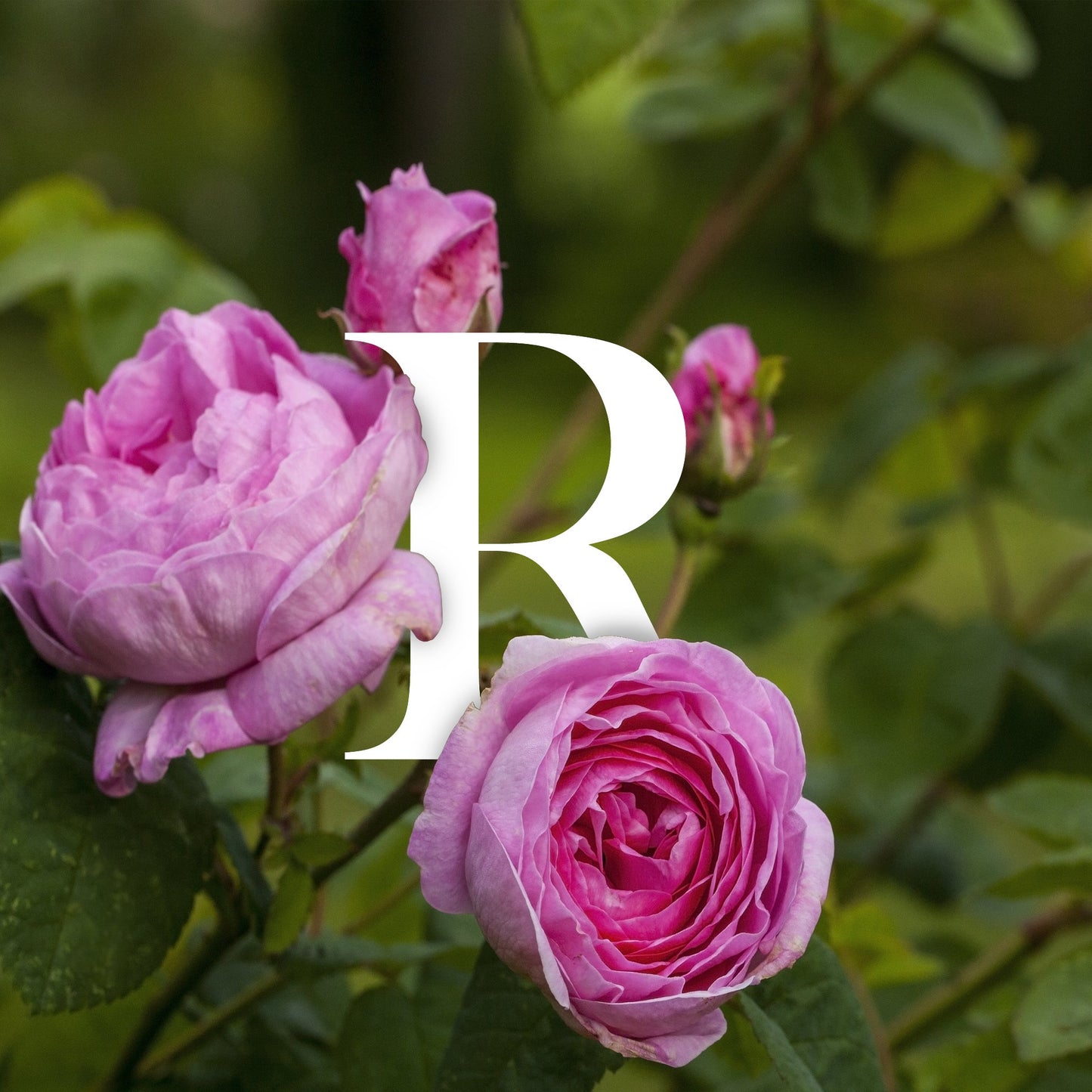 The Stuart White Rose Classic by Diana Drummond is the inaugural fragrance in their royal series of Scottish perfumes.