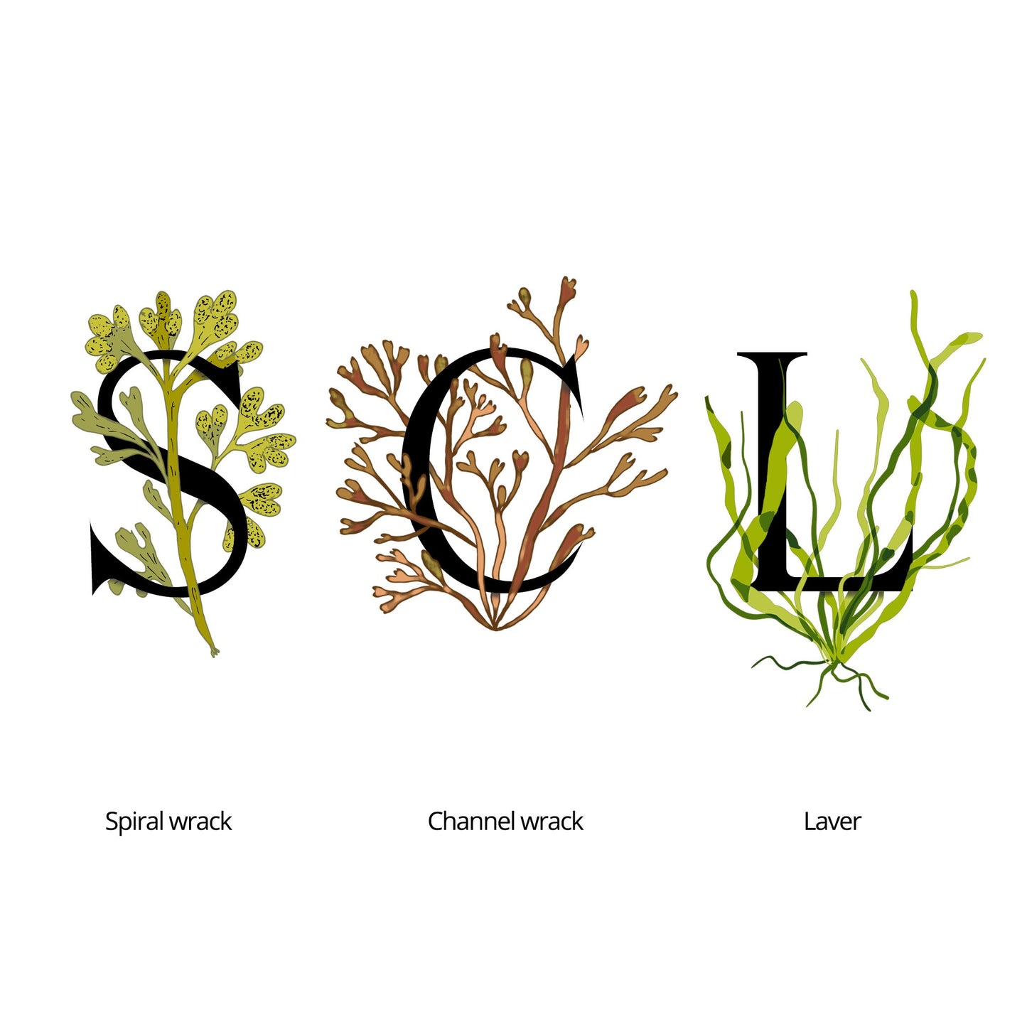 SEAWEED ORGANICS Upper Seaweed Balancing Water Essence – a hydrating and balancing essence enriched with seaweed extracts, designed to refresh and nourish the skin for a healthy, radiant glow. by diana drummond
