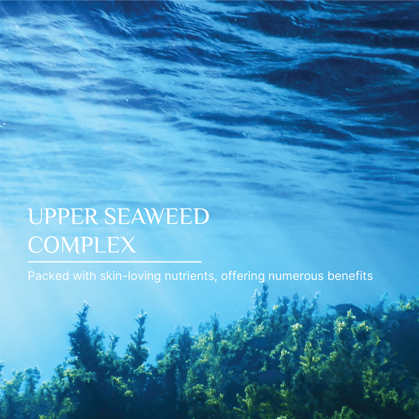 SEAWEED ORGANICS Upper Seaweed Comfort Moisture cream with organic seaweed extract for soothing and hydrating skin. by Diana Drummond