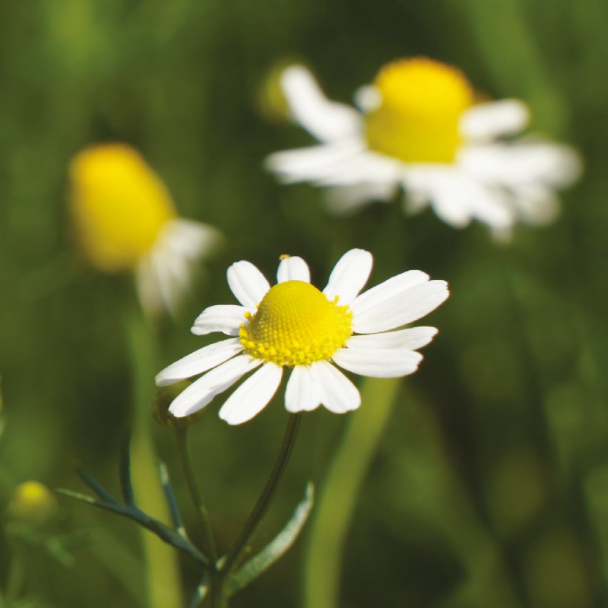 Chamomile benefits of skin - Diana Drummond