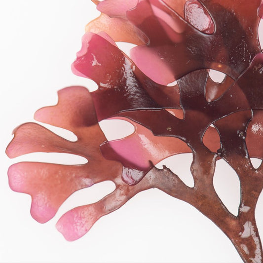 DULSE seaweed benefits of skin - Diana Drummond