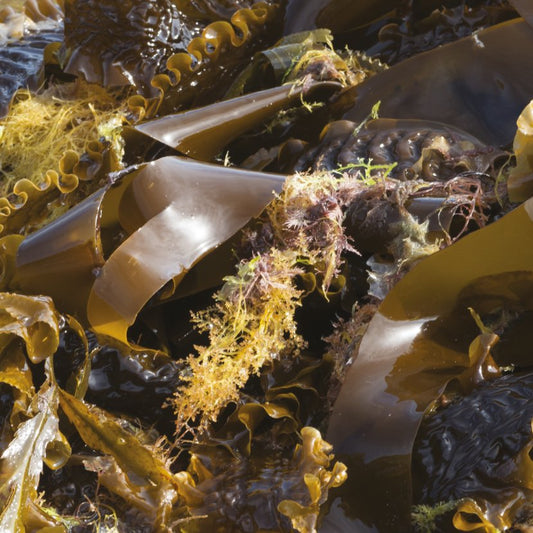 Kombu kelp seaweed benefits of skin - Diana Drummond