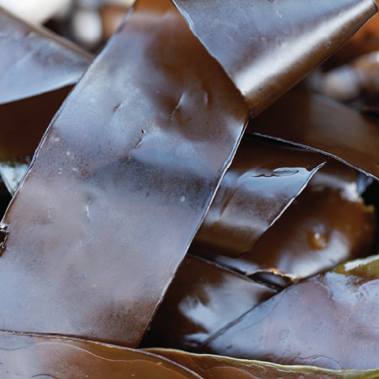 Oarweed (Kombu kelp) seaweed - Diana Drummond